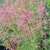 TAMARIX PINK CASCADE (2)-min