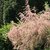 TAMARIX TETRANDRA W-min