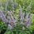 VITEX LATIFOLIA (2)-min