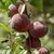 PECHER SANGUINE SAVOIE WF