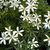 CHOYSIA WHITE DAZZLER W