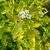 CORNUS ALBA AUREA