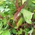 CORNUS BATON ROUGE