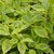 CORNUS GOUCHAULTII W