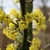CORNUS MAS W
