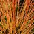 CORNUS MIDWINTER FIRE W