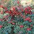 COTONEASTER LACTEUS W