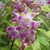 DEUTZIA TOURBILLON ROUGE 2 W