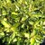 ELAEAGNUS MARYLINE
