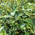 ELAEAGNUS VIVELEG (3)