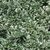 EUONYMUS EMERALD GAIETY 2 W