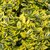 EUONYMUS EMERALD'N GOLD 2 W