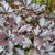 FAGUS PURPUREA W