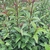 LIGUSTRUM JAPONICUM