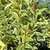 LIGUSTRUM JAPONICUM SUPERBUM (3)