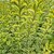 LIGUSTRUM OVALIFOLIUM AUREUM (2)