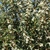 OSMANTHUS BURKWOODII W