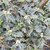 OSMANTHUS HETEROPHYLLUS