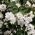 PHILADELPHUS VIRGINAL W