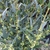 PHILLYREA ANGUSTIFOLIA 2 W