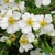 POTENTILLA ABBOTSWOOD W