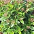 VIBURNUM TINUS (2)