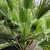 CHAMAEROPS HUMILIS