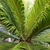 CYCAS REVOLUTA