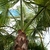 WASHINGTONIA ROBUSTA (4)