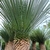 YUCCA ROSTRATA (2)