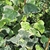 HEDERA GLOIRE DE MARENGO (2)