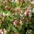 LONICERA CHINENIS - W