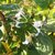 LONICERA HALLIANA (2)