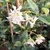 TRACHELOSPERMUM JASMINOIDES (2)