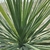 CORDYLINE AUSTRALIS (6)-min