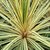 CORDYLINE TORBAY DAZZLER (2)-min