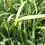 PHORMUM TENAX (2)-min