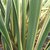 PHORMIUM VARIEGATUM (4)-min