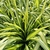 PHORMIUM YELLOW WAVE-min