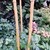 PHYLLOSTACHYS AUREOSULCATA (2)-min