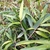 PSEUDOSASA JAPONICA-min
