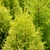 CUPRESSUS-GOLDCREST-W-min