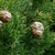 CUPRESSUS TOTEM W-min