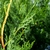 CUPRESSOCYPARIS LEYLANDII W-min