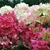 HYDRANGEA DIAMANT ROUGE 2 W-min