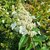 HYDRANGEA PAN KYUSHU (2)-min