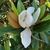 MAGNOLIA GALISSONIENSIS W 3-min