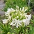 AGAPANTHUS BLANC-min