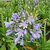 AGAPANTHUS BLEU (2)-min