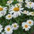 LEUCANTHEMUM BECKY (2)-min